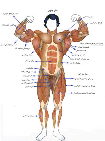 آشنایی با عضلات بدن
