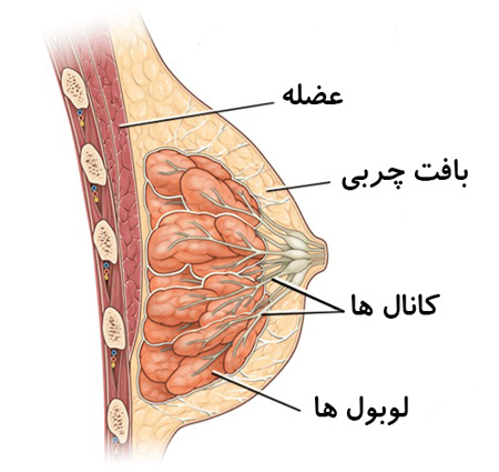 ورزش برای بزرگ شدن سینه,ورزش بزرگ کردن سینه,	ورزش سینه با دمبل