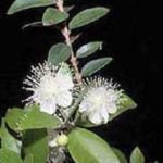 «روغن مورد» بوی نامطبوع بدن را از بین می برد