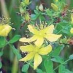 چای کوهی,خواص چای کوهی,خاصیت چای کوهی