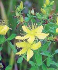 چای کوهی,خواص چای کوهی,خاصیت چای کوهی
