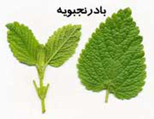 درمان اضطراب‌,داروی گیاهی درمان اضطراب‌