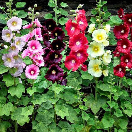 گل ختمی,خواص گل ختمی,گل ختمی برای چی خوبه