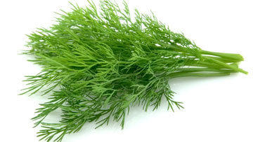 خواص گیاه شوید،گیاه شوید خواص درمانی شوید,درد قاعدگی,درمان درد قاعدگی