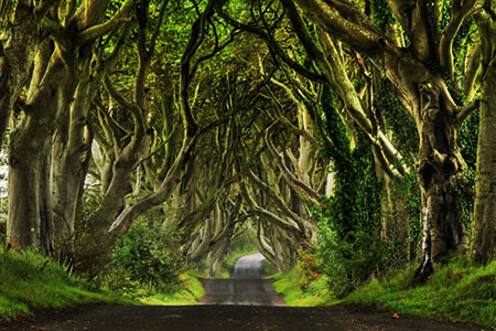 پرچین تاریک (The Dark Hedges ) – ایرلند شمالی زیباترین مکانهای روی زمین