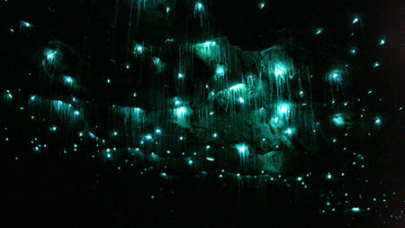 غار کرم های شب تاب (Waitomo Glowworm Caves) – نیوزلند زیباترین مکانهای روی زمین