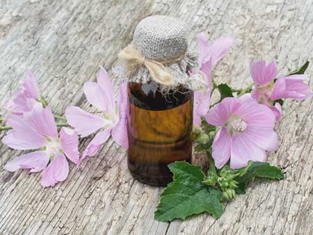 عکس گیاه پنیرک, جوشانده پنیرک, گل پنیرک در طب سنتی