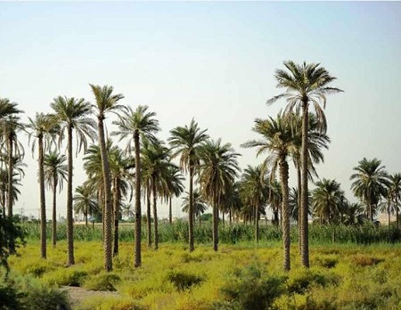 جزیره مینو کجاست , تاریخچه ی جزیره مینو , تصاویر جزیره مینو