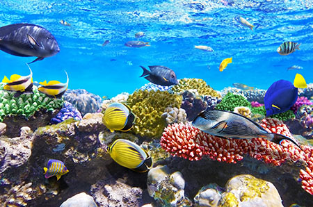 دریای سرخ, ماهی های دریای سرخ شمالی,عکس های دریای سرخ