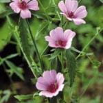 ختمی؛ دوست پوست و دشمن یبوست