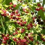 سرخاب کولی,خواص سرخاب کولی,خاصیت سرخاب کولی