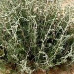 دستور العملی برای تسکین گوش درد
