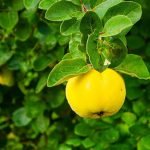 چای درخت به, خواص برگ به دم کرده