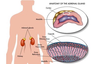 هورمونهای استروئیدی آدرنال،آدرنال در بروز سرطان غدد درمان نارسایی آدرنال, غدد آدرنال