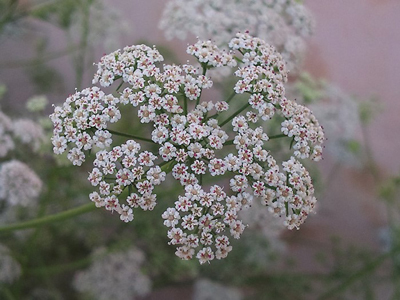 عوارض عرق زنیان