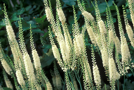 کوهوش سیاه برای گرگرفتگی, کوهوش سیاه در ایران, کوهوش سیاه به ترکی