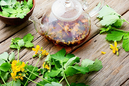 گیاه مامیران, خواص دارویی گیاه مامیران, نحوه تهیه چای مامیران
