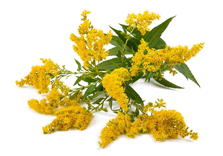 روئینه زرین, خواص دارویی روئینه زرین, روئینه زرین یک ادرار آور طبیعی