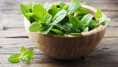 برگ نعنا, مهمترین خواص نعناع