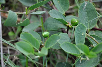 خاصیت کبر, خواص درمانی کبر,