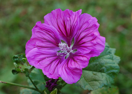 گیاهان دارویی برای درمان عفونت