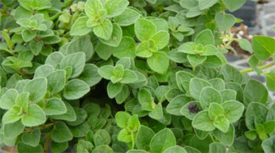 گیاهان دارویی برای درمان عفونت