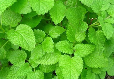 گیاهان دارویی برای درمان عفونت