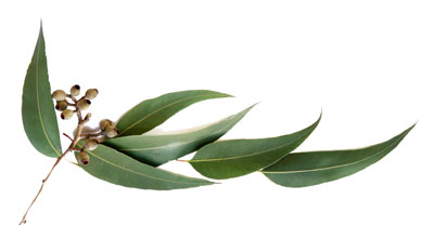 گیاهان دارویی برای درمان عفونت