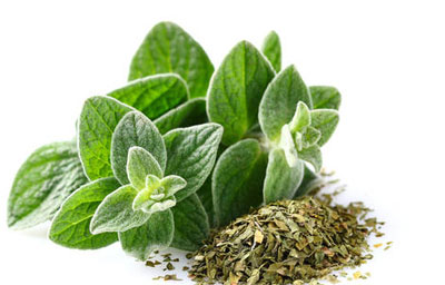 گیاهان دارویی برای درمان عفونت