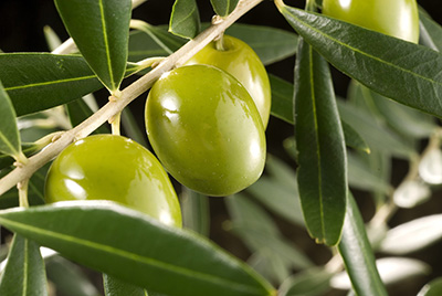 روغن زیتون برای پوست
