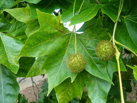 خواص برگ چنار, عرق برگ چنار و خواص آن, عکس برگ چنار