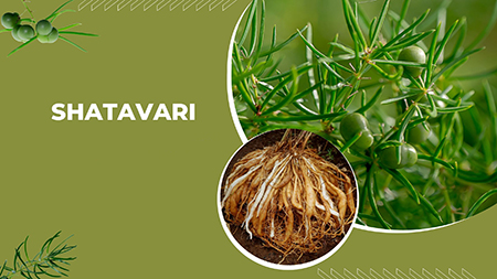 گیاه شاتاوری, نحوه استفاده از شاتاوری,گیاه شاتاوری چیست