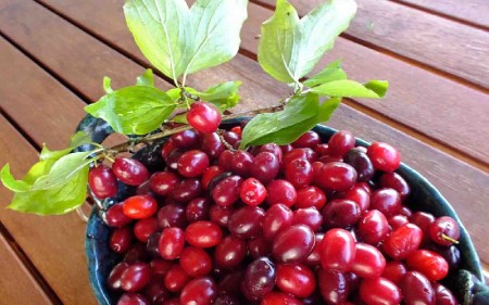 ارزش غذایی و کالری زغال اخته کالری زغال اخته,ارزش غذایی زغال اخته