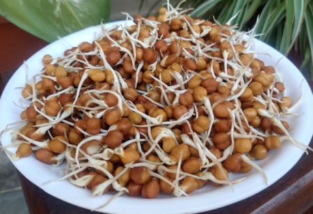 طرز تهیه جوانه گندم,طرز تهیه جوانه گندم با پارچه,چگونه جوانه گندم درست کنیم