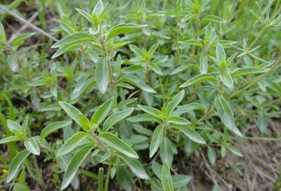 سانس کاکوتی, فواید عرق کاکوتی