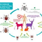 نشانه های بیماری لایم , نشانه های بیماری لایم , درمان بیماری لایم