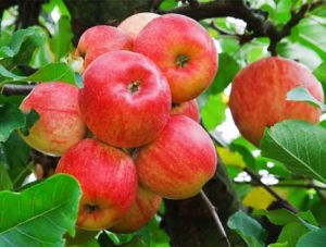 کالری سیب گلاب,ارزش غذایی سیب گلاب