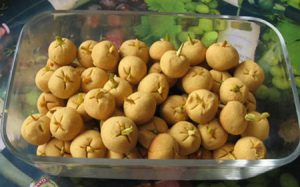 مواد لازم برای بیسکویت نخودی,نکاتی برای پخت بیسکویت
