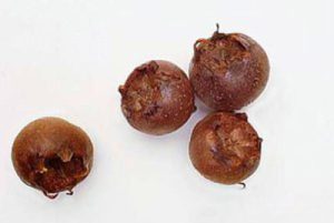 تهیه ترشی ازگیل, درست کردن ترشی ازگیل