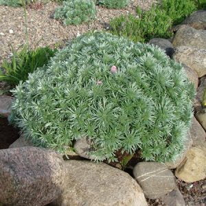 نام علمی درمنه و خانواده, خواص گیاه درمنه جوشن, درمنه چیست