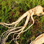 گیاهان تقویت کننده مغز,تقویت مغز, تقویت مغز و اعصاب