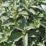 کالری پونه کوهی,ارزش غذایی پونه کوهی