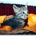 نگهداری حیوانات در خانه