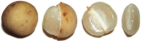 میوه زرگیل خواص لانگست, فواید درمانی زرگیل, طعم لانگست