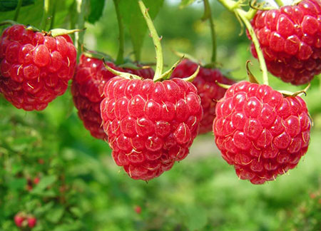 خواص تمشک کوهی,خواص مربای تمشک