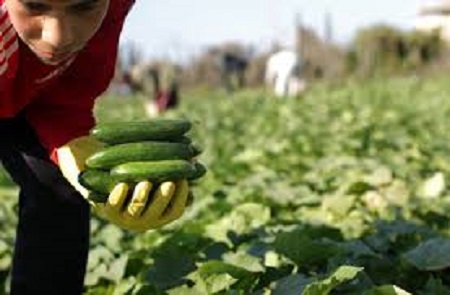  خوردن خیار برای کودک یک ساله, خواص خیار برای کودکان, خواص خیار برای بچه ها