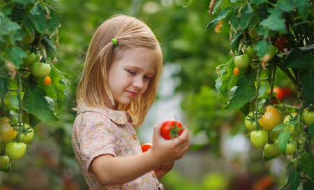 خواص گوجه فرنگی برای کودکان,فواید گوجه برای کودکان