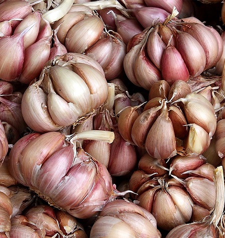 تفاوت سیر قرمز و سیر سفید مزه سیر قرمز, خواص سیر قرمز, خواص سیر قرمز برای بدن