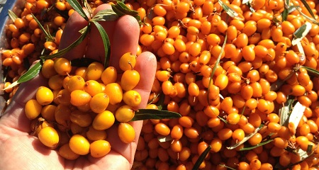 مضرات سنجد تلخ, روغن سنجد تلخ, سنجد تلخ