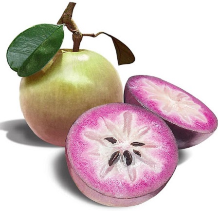 میوه سیب ستاره ای ارزش غذایی سیب ستاره ای, درخت سیب ستاره ای, سیب ستاره ای سفید